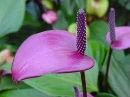 Anthurium flower seeds - Flower seeds for Planting - Easy to Grow, Heirloom & GMO Free Seeds for Home Garden
 
 Sale seeds for home garden