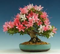 Simsii Bonsai Flower Seeds Planting Multi Color