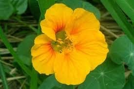 Yellow Tropaeolum Majus Flower seeds for Planting Attractive Flowers Heirloom & GMO Free Seeds For Home Garden 
 
 Sale for planting in home garden