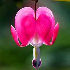 Heirloom Heart Flower seeds for Planting Cut Flower Favorite Heirloom & GMO Free Seeds for Home Garden 
 
 Sale for planting in home garden