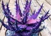 Aloe Cameron Dark Violet White Seeds For Planting - Exotic Succulent Plant Seeds