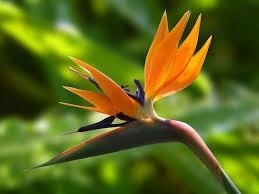 Strelitzia Reginae Planting Flower Seeds For Exotic Blooms