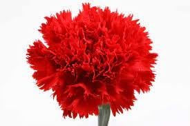 Carnation Red Flower seeds for Planting - Premium Quality, Heirloom & GMO Free Seeds for Home Garden
 
 Sale seeds for home garden