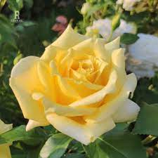 Yellow And White Rose Seeds For Beautiful Planting Flower