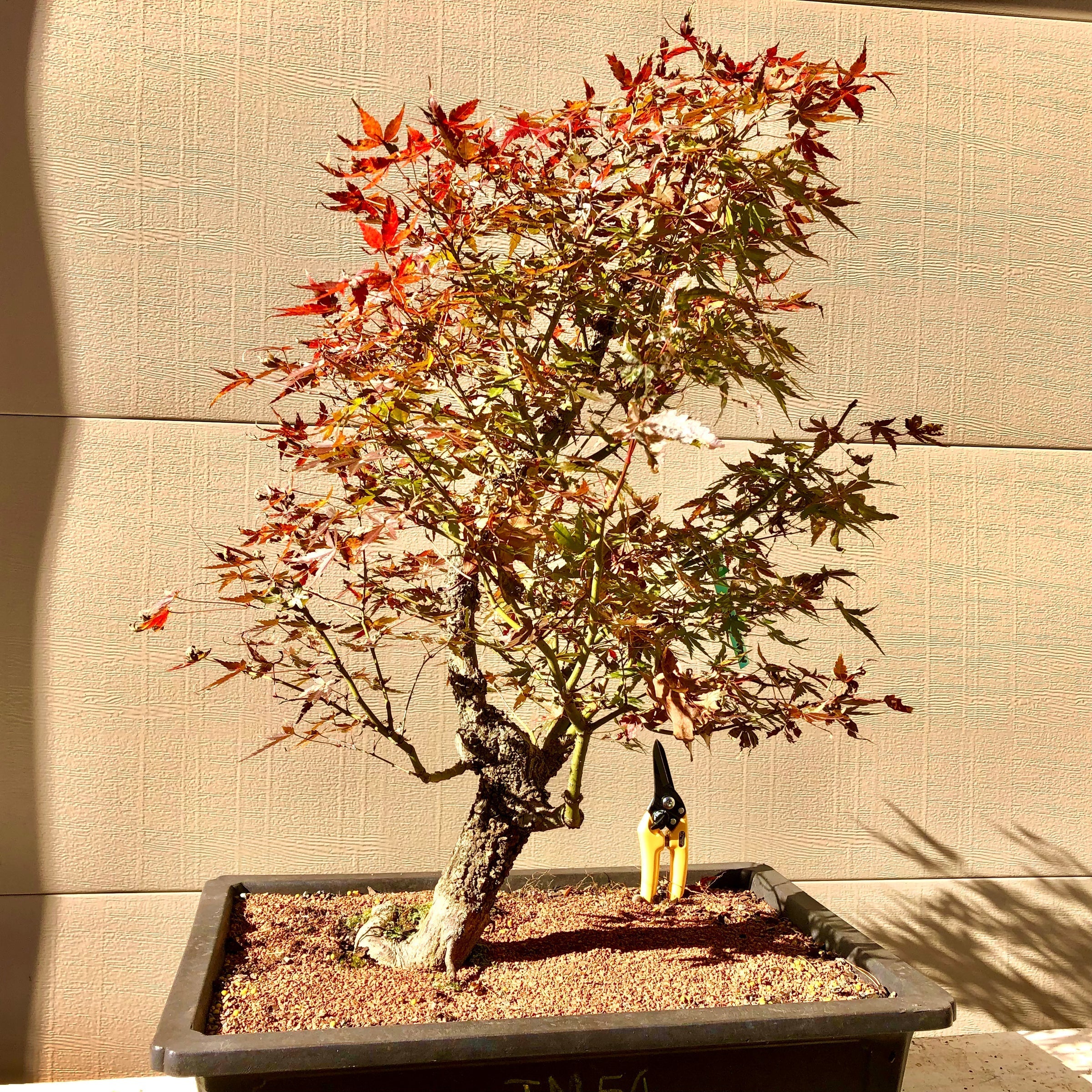 Bonsai Tree Seeds For Artistic Yellow Planting