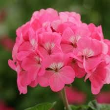 Pink Geranium Flower seeds for Planting - Garden Favorite, Heirloom & GMO Free Seeds for Home Garden
 
 Sale seeds for home garden