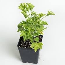 Citronella Flower seeds for Planting - Bright Blooms, Heirloom & GMO Free Seeds for Home Garden
 
 Sale seeds for home garden
