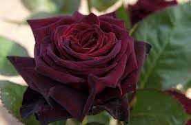 Burgundy Rose Planting Seeds Flower