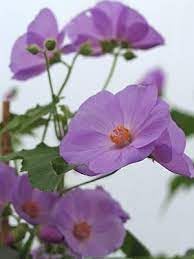 Purple Abutilon Striatum Flower seeds for Planting - Compact Growth, Heirloom & GMO Free Seeds for Home Garden
 
 Sale seeds for planting in home garden
