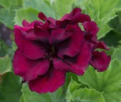Geranium Burgundy Flower seeds for Planting - Premium Quality, Heirloom & GMO Free Seeds for Home Garden
 
 Sale for planting in home garden.
