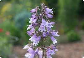 Heirloom Beardtongue Flower seeds for Planting Cottage Garden Essential Heirloom & GMO Free Seeds for Home Garden 
 
 Sale for planting in home garden