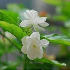 Jasmine Flower seeds for Planting - Colorful Display, Heirloom & GMO Free Seeds for Home Garden
 
 Sale seeds for home garden