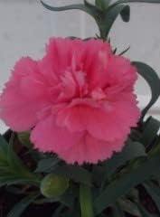 Pink Carnations Flower seeds for Planting Beginner Friendly Heirloom & GMO Free Seeds For Home Garden 
 
 Sale for planting in home garden