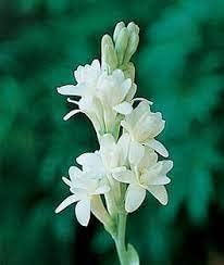 Tuberose Flower seeds for Planting - Vibrant Colors, Heirloom & GMO Free Seeds for Home Garden
 
 Sale seeds for home garden