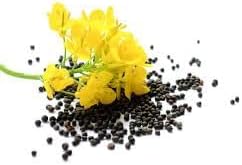 Canola Oil Flower seeds for Planting Hardy Variety Heirloom & GMO Free Seeds for Home Garden 
 
 Sale for planting in home garden