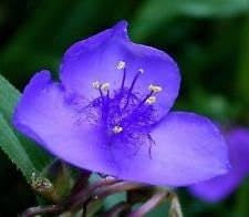 Hardy Tradescantia Spiderwort Seeds For Planting Flower