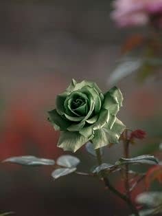 Army Green Rose Flower seeds for Planting Garden Favorite Heirloom & GMO Free Seeds for Home Garden 
 
 Sale seeds for home garden planting