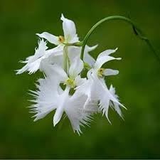 Aigrette Orchid Flower seeds for Planting - Compact Growth, Heirloom & GMO Free Seeds for Home Garden
 
 Sale seeds for planting in home garden