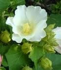 White Hibiscus Flower seeds for Planting Cut Flower Favorite Heirloom & GMO Free Seeds for Home Garden 
 
 Sale for planting in home garden