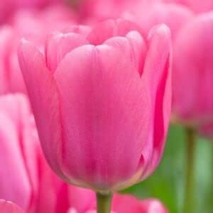 Pink Tulip Flower seeds for Planting - Bright Blooms, Heirloom & GMO Free Seeds for Home Garden
 
 Sale seeds for planting in home garden