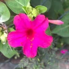 Magenta Flower seeds for Planting Shade Tolerant Heirloom & GMO Free Seeds for Home Garden 
 
 Sale for planting in home garden