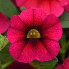 Deep Pink Calibrachoa Flower Seeds, Heirloom Non-GMO Blooms for Vibrant Home Garden Planting
 
 Sale seeds for home garden