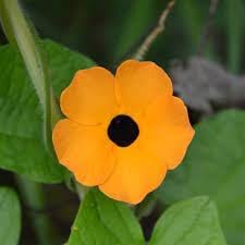 Thunbergia Flower seeds for Planting - Easy to Grow, Heirloom & GMO Free Seeds for Home Garden
 
 Sale for planting in home garden
