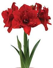 Light Red Orchid Phalaenopsis Seeds for Planting Cut Flower Favorite Heirloom & GMO Free Seeds for Home Garden
 
 Sale for planting in home garden