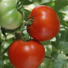 Burbank Tomato Seeds For Juicy Slices Planting Vegetable Seeds