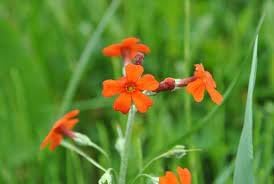 Cockburniana Flower seeds for Planting - Pollinator Friendly, Heirloom & GMO Free Seeds for Home Garden
 
 Sale for planting in home garden