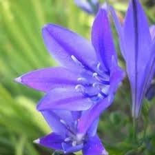 Fabiola Flower seeds for Planting - Sun Loving, Heirloom & GMO Free Seeds for Home Garden
 
 Sale seeds for planting in home garden