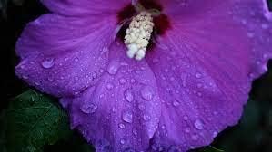 Dark Purple Hibiscus Flower Seeds For Planting