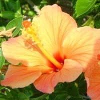 Light Orange Hibiscus Flower seeds for Planting - Cottage Garden Essential, Heirloom & GMO Free Seeds for Home Garden
 
 Sale for planting in home garden.