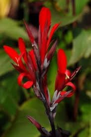 Canna Flower seeds for Planting - Long Bloom Season, Heirloom & GMO Free Seeds for Home Garden
 
 Sale seeds for home garden