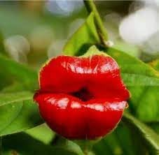Heirloom Lips Flower seeds for Planting Seasonal Bloomer Heirloom & GMO Free Seeds for Home Garden 
 
 Sale for planting in home garden