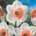 Perennial Daffodil Narcissus Flower Seeds For Fall Planting