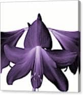 Black Amaryllis Flower seeds for Planting Wildflower Mix Heirloom & GMO Free Seeds for Home Garden 
 
 Sale for planting in home garden