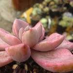 Mixed Passion Flower Seeds for Planting Perfect for Borders Heirloom & GMO Free Seeds for Home Garden
 
 Sale for planting in home garden