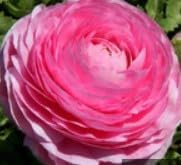 Light Yellow Tulip Flower Seeds – Wildflower Mix Heirloom & NonGMO Seeds for Home Garden
 
 Sale for planting in home garden