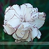 White Crimson Rim Flower seeds for Planting - Pollinator Friendly, Heirloom & GMO Free Seeds for Home Garden
 
 Sale seeds for home garden