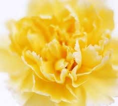 White Maroon Red Geranium Flower Seeds for Planting Perfect for Borders Heirloom & GMO Free Seeds for Home Garden
 
 Sale for planting in home garden