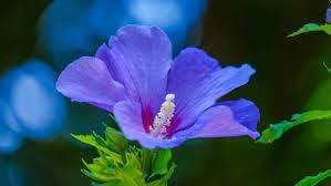 Blue Hibiscus Flower seeds for Planting Bright Blossoms Heirloom & GMO Free Seeds For Home Garden 
 
 Sale for planting in home garden