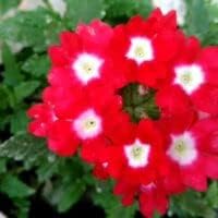 Red Verbena Didyma Flower Seeds For Planting