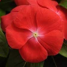 Orange Vinca Flower seeds for Planting - Colorful Display, Heirloom & GMO Free Seeds for Home Garden
 
 Sale seeds for home garden