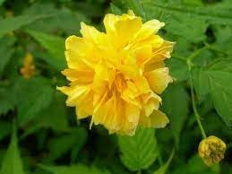 Kerrie Flower seeds for Planting - Easy to Grow, Heirloom & GMO Free Seeds for Home Garden
 
 Sale seeds for planting in home garden