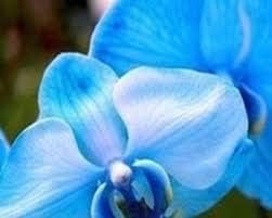 Light Violet Bougainvillea Flower Seeds for Planting Fragrant Blossoms Heirloom & GMO Free Seeds for Home Garden
 
 Sale for planting in home garden