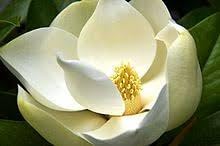 Heirloom Magnoliaceae Flower seeds for Planting Long Bloom Season Heirloom & GMO Free Seeds for Home Garden 
 
 Sale for planting in home garden