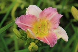 Pink Hemerocallis Flower seeds for Planting Seasonal Bloomer Heirloom & GMO Free Seeds for Home Garden 
 
 Sale for planting in home garden