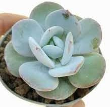 White Red Hibiscus Flower Seeds – Compact Growth Heirloom & NonGMO Seeds for Home Garden
 
 Sale for planting in home garden