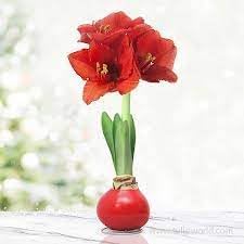 Heirloom Amaryllis Flower seeds for Planting Pollinator Friendly Heirloom & GMO Free Seeds for Home Garden 
 
 Sale for planting in home garden